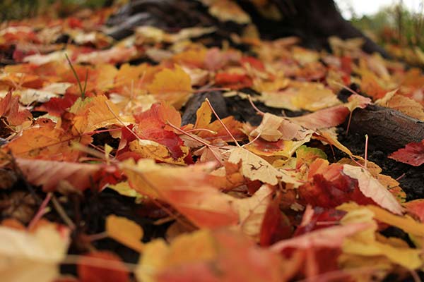 Herbstputz